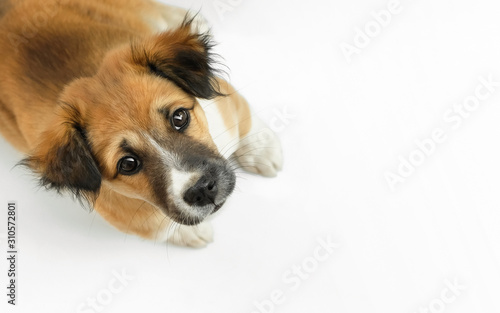 A dog looking up on white background, top view, copy space