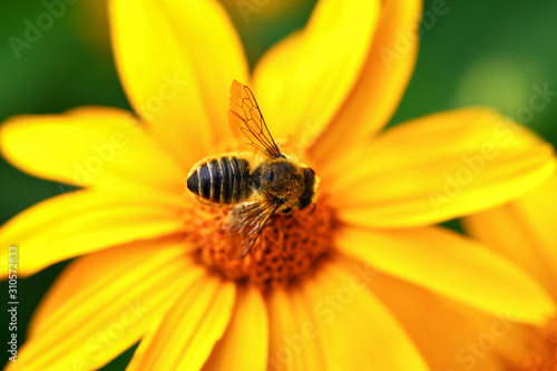 Bee.  Close-up top view of a large striped bee that sits on a yellow flower. Macro horizontal photography © borislav15