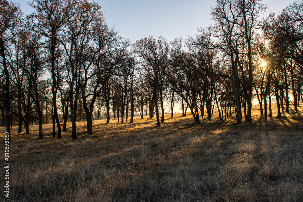 sun setting through oak tree grove sun setting through oak tree grove