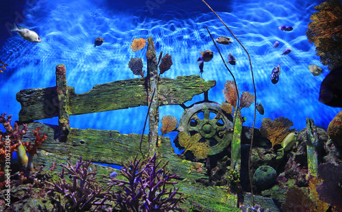 Beautiful scene underwater in aquarium tank. photo