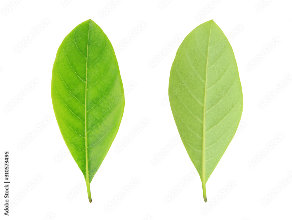 Obraz premium Fresh green leafs isolated on white background.