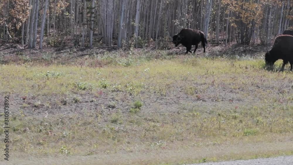 Herd of Wild Bison Buffalo walking along Roadside on sunny day in Yukon Canada SLOW MOTION PAN Herd of Wild Bison Buffalo walking along Roadside on sunny day in Yukon Canada SLOW MOTION PAN
