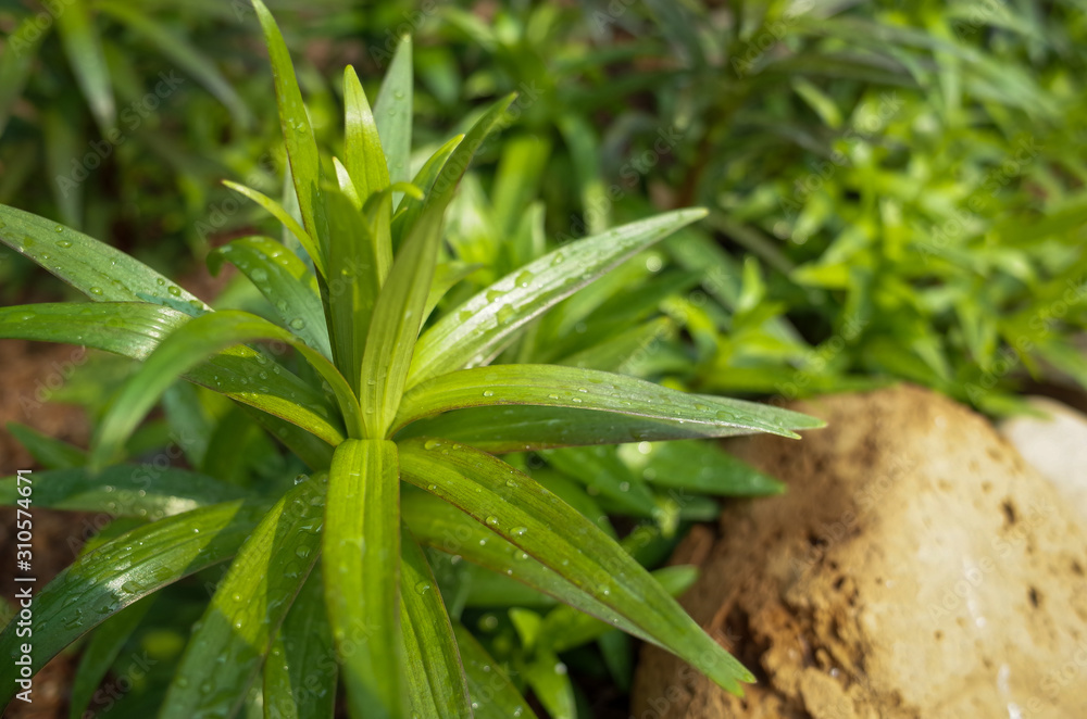 Obraz premium green plant