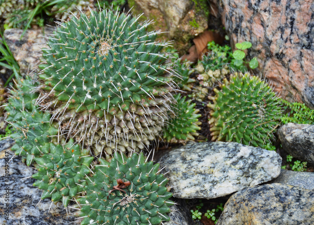 Prickly Barrel Cacti Among Granite Stones Prickly Barrel Cacti Among Granite Stones