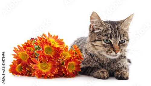 Fototapeta Naklejka Na Ścianę i Meble -  Little cat with yellow flowers.