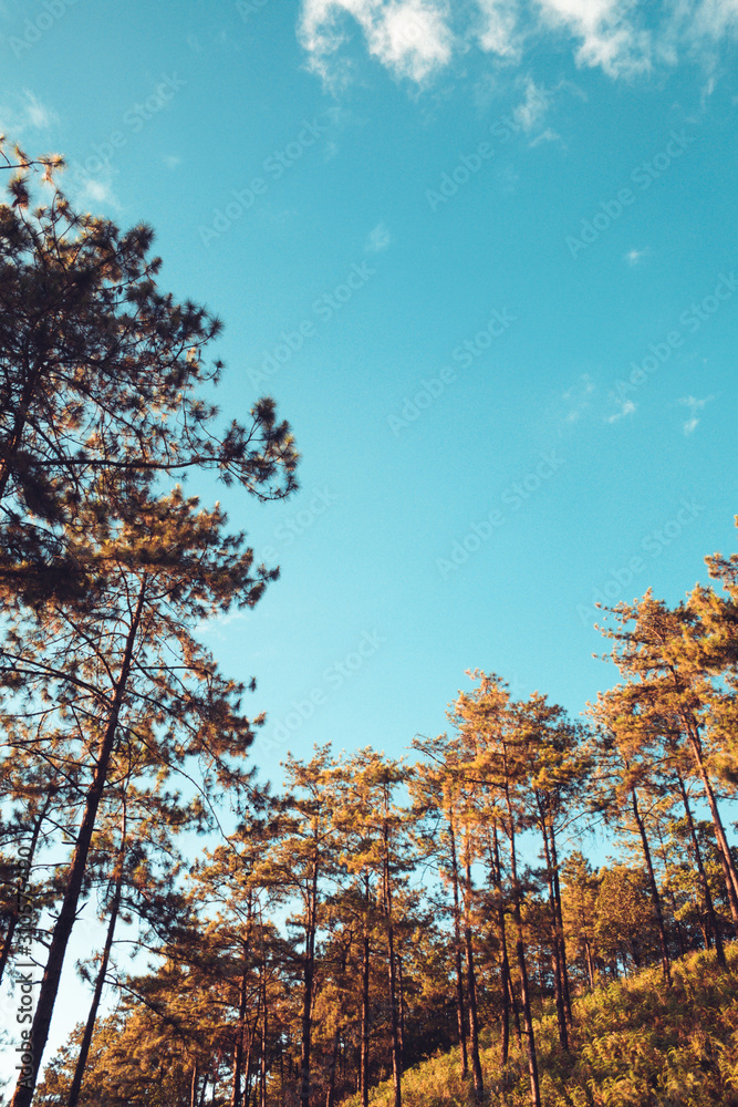 Evening pine forest - Green forest beautiful nature