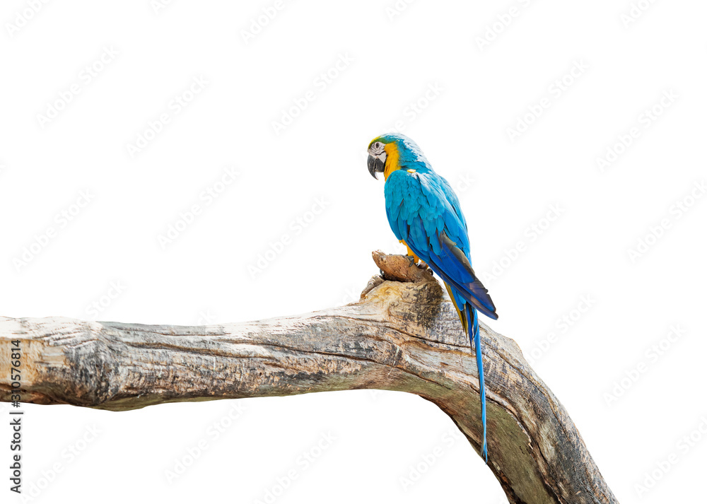Obraz premium Close up Blue and Gold Macaw Perched on Branch Isolated on White Background with Copy Space and Clipping Path