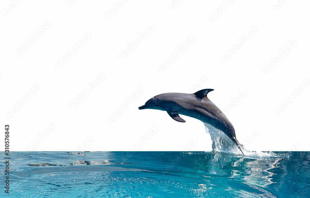 Fototapeta premium Close up Dolphin is Jumping on The Water Surface Isolated on White Background with Clipping Path