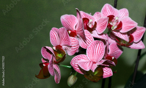Pink-red burgundy mini phalaenopsis orchids with flowers and buds on a dark background. Selective, soft focus. Place for text