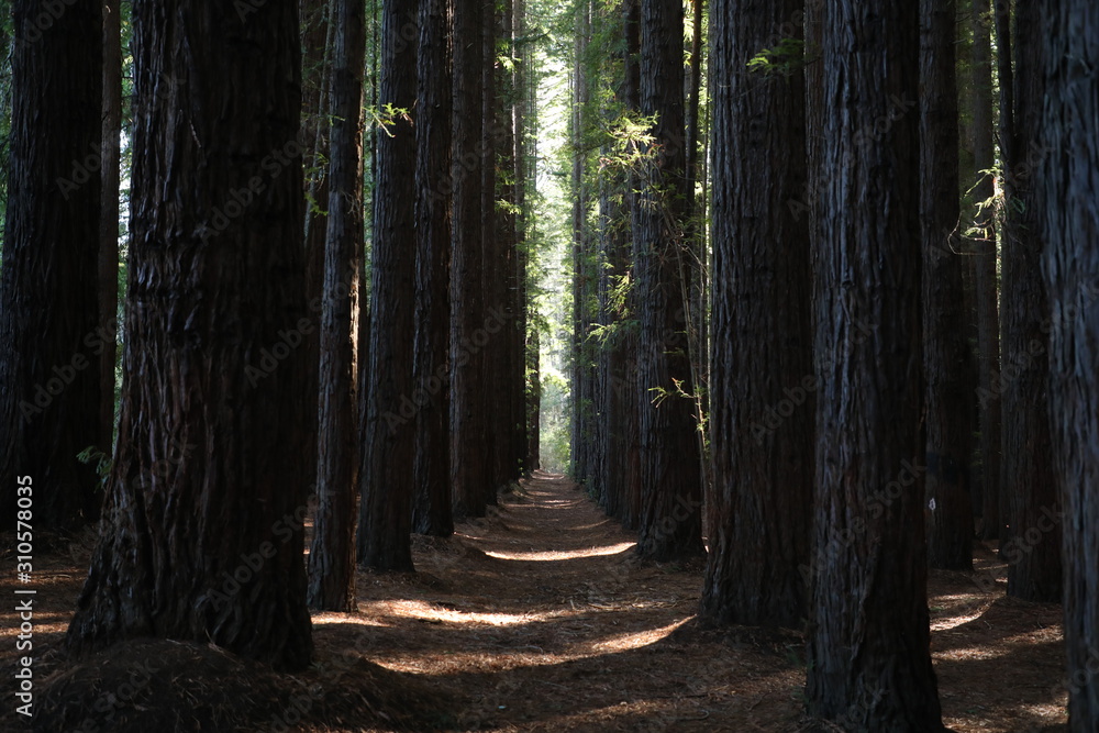 Obraz premium path in the forest