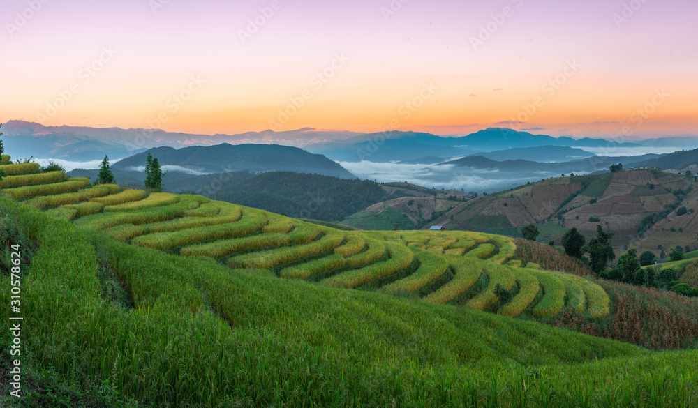 Beautiful rice terraces in the mornin