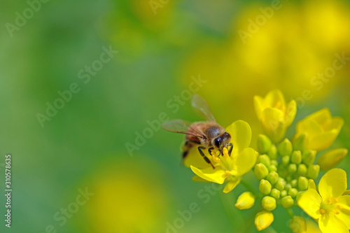 꿀벌과 유채꽃 © 재봉 황