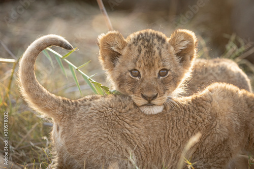 Small African Lion cub, Kruger Park, South Africa photo