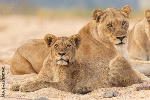 Adult and sub adult African Lions, Kruger Park, South Africa