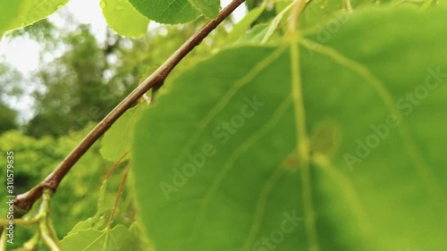 Close up shots of leaves with water droplets on them photo