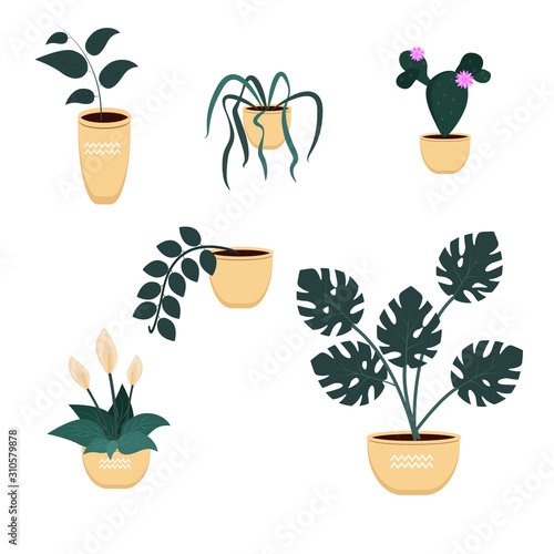 Set of home tropical plants, isolated on white background. Vector graphics