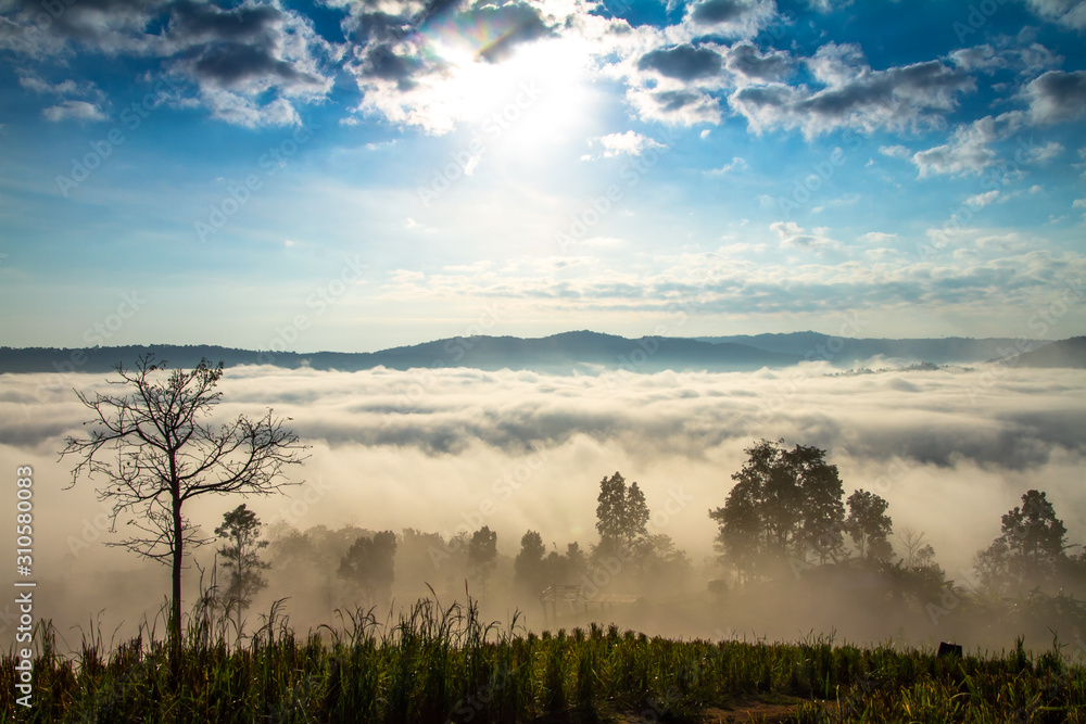 misty morning in the forest