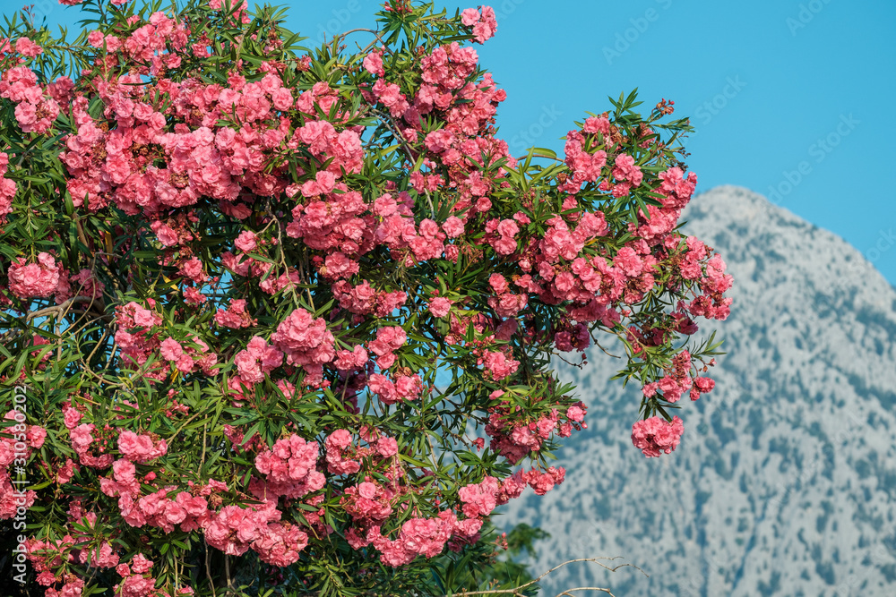 Bush of red flowers against the blue sky and mountains