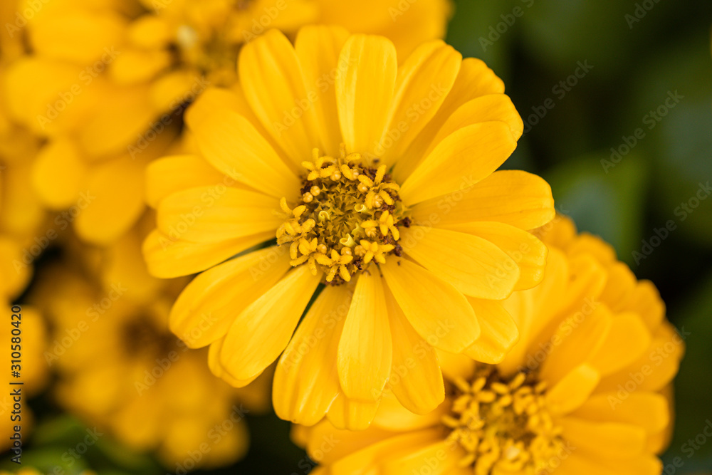 Beautiful yellow Common Zinnia flower (Zinnia elegans) in the garden.Selective focus Youth-and-age flower close-up on blurred background.