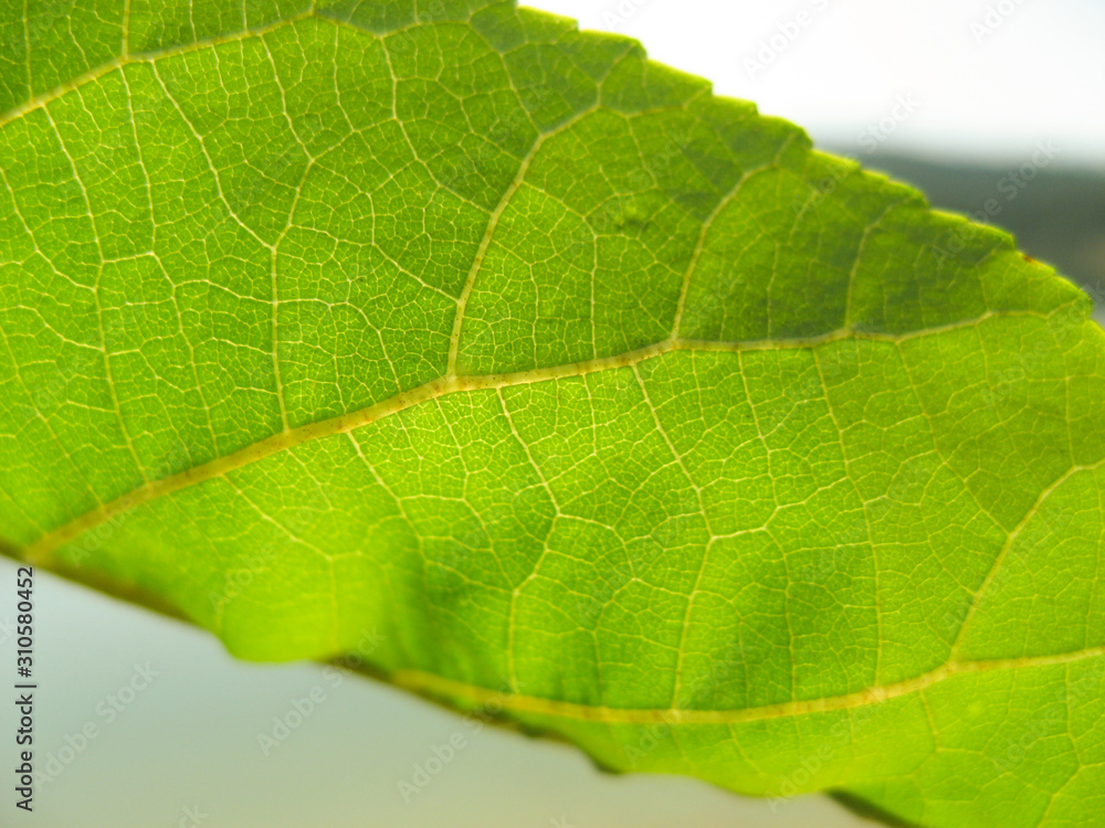 Obraz premium Close up of abstract fresh raw leaves with sunlight background . Leaf background. Green leaf texture closeup background. With space for text.