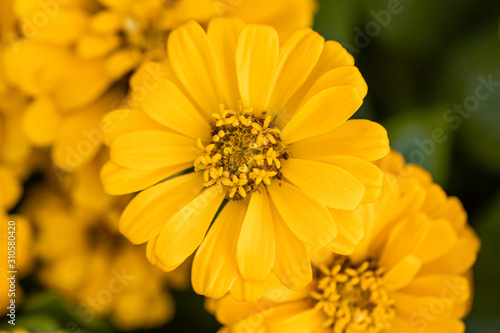 Beautiful yellow Common Zinnia flower  Zinnia elegans  in the garden.Selective focus Youth-and-age flower close-up on blurred background.