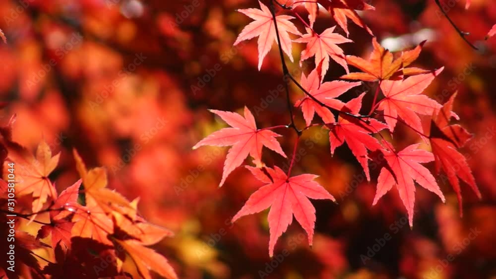 風に揺れる紅葉 風に揺れる紅葉