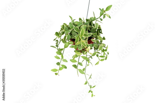 Wallpaper Mural Green plant Hanging isolated on white background Torontodigital.ca