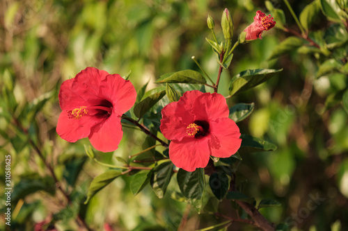 two bright red flowers on a background of green foliage