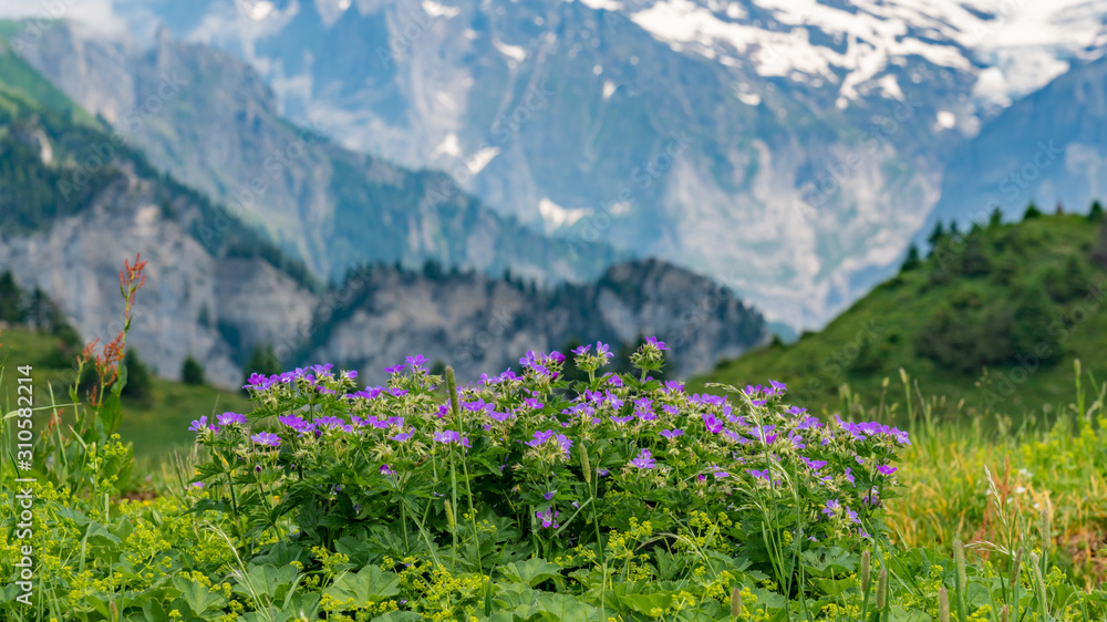 Switzerland, Panoramic view on Alps with flowers beforehand.