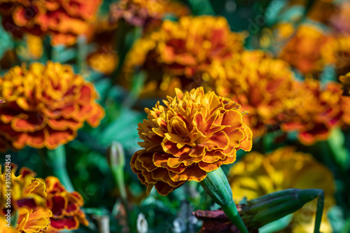 Selective focus beautiful French Marigolds flower in field.Colorful orange flower in the garden. © alohapatty