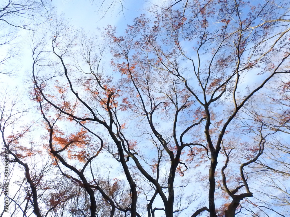 青空とモミジ
