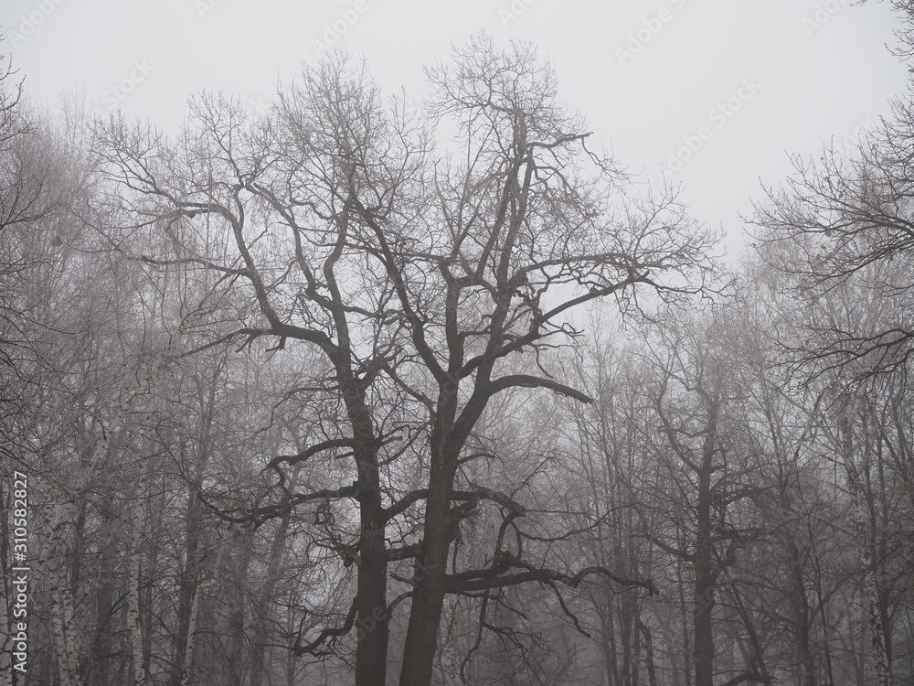 mysterious forest in fog in late autumn, tree branches covered with frost mysterious forest in fog in late autumn, tree branches covered with frost
