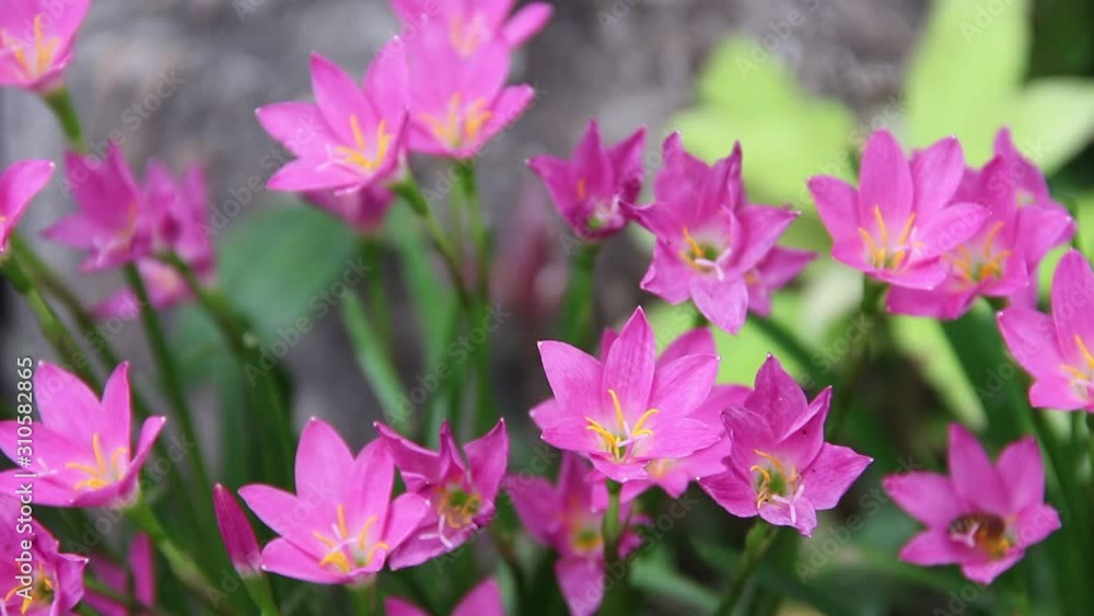 Fresh pink rain lily field with water drops colorful sweet flowers blooming in nature garden Fresh pink rain lily field with water drops colorful sweet flowers blooming in nature garden