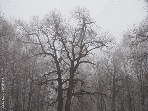 mysterious forest in fog in late autumn, tree branches covered with frost