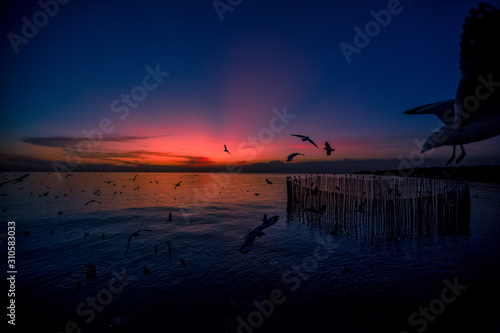 The blurred abstract background of the seagulls flying with the twilight light in the evening, and a multitude of birds on the branch while watching the evening.