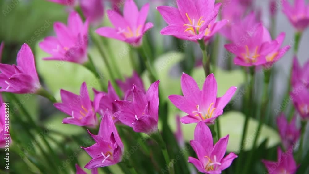 Fresh pink rain lily field with water drops colorful sweet flowers blooming in nature garden Fresh pink rain lily field with water drops colorful sweet flowers blooming in nature garden