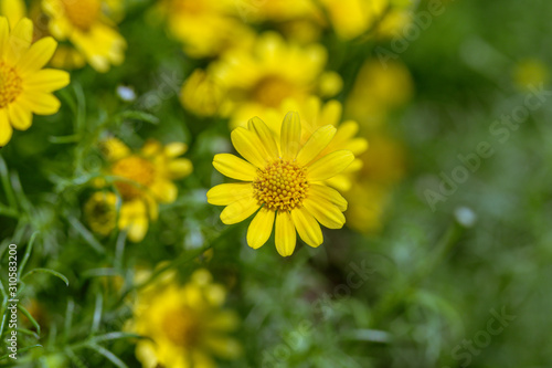 Beautiful selective focus Dahlberg Daisy flower in a garden.Also know as bristleleaf pricklyleaf shooting star or golden fleece. Thymophylla tenuiloba Close up yellow flower.