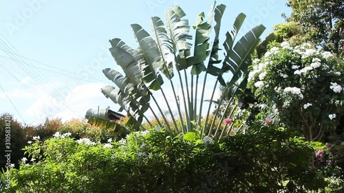  Flowers and trees combine naturally.