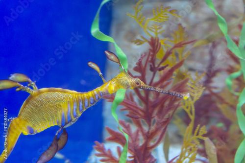 seahorse under water. Marine life. Singapore Oceanarium.