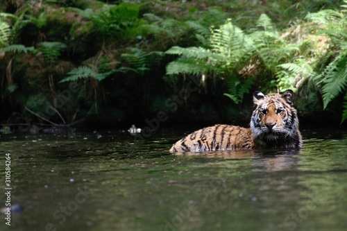 The Siberian tiger  Panthera tigris Tigris   or  Amur tiger  Panthera tigris altaica  in the forest walking in a river.