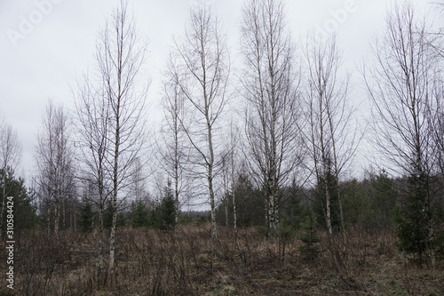 Russian forest in winter © Максим Птичкин