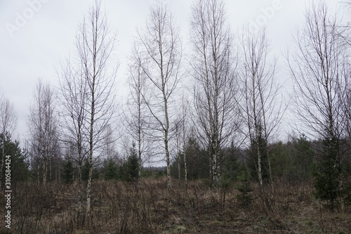 Russian forest in winter