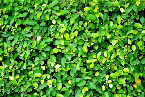 green leaves brunch wall background texture
