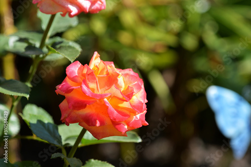 Beautiful rose flower in a summer garden under the bright sun close-up. Natural background
