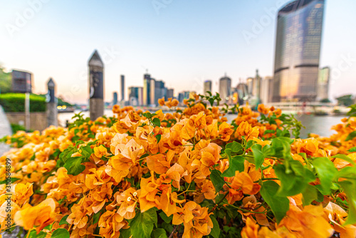 flowers in the city