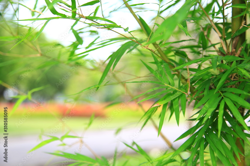 Naklejka premium Green leaf Bamboo as background