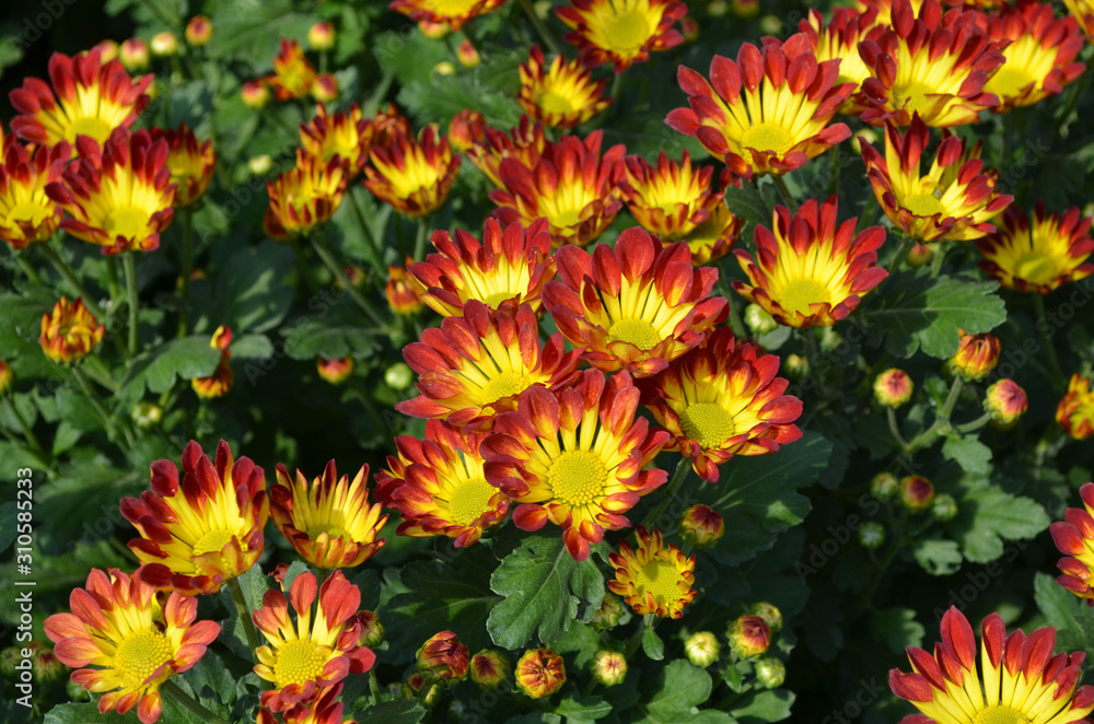 Beautiful orange and yellow blooming daisy or chrysanthemum field under sun light Beautiful orange and yellow blooming daisy or chrysanthemum field under sun light