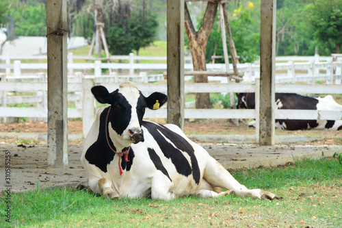 Dairy cow is laying down in the farm