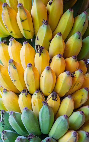 close up banana bunch