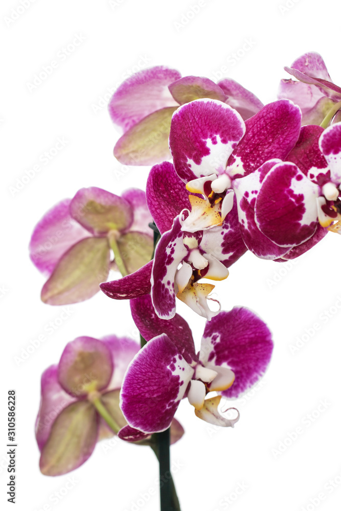 Naklejka premium branch of lilac orchid flowers on a white background